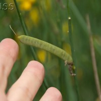 Spanish Broom